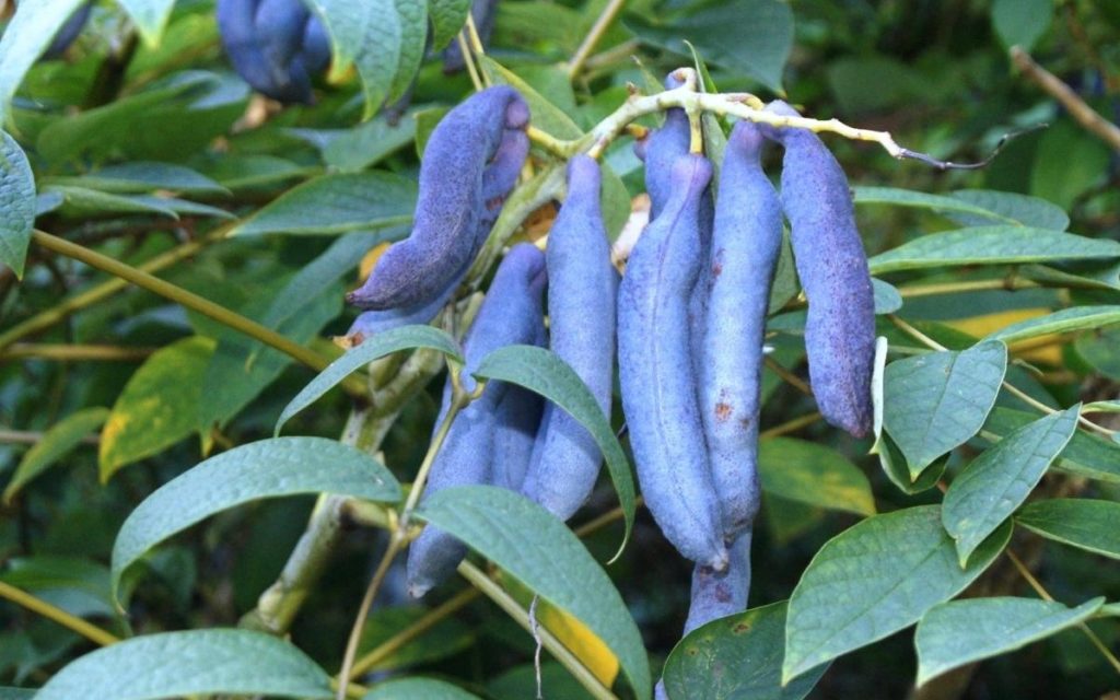 Голубые колбасные фрукты от Рене Редзепи