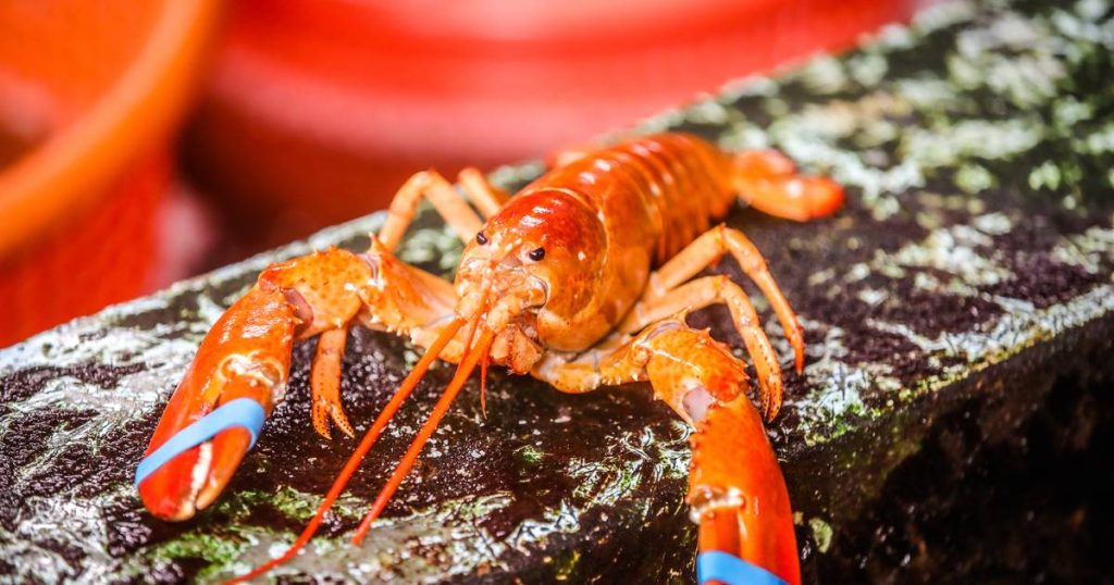 Омары, осьминоги и крабы признаны живыми разумными существами в Великобритании