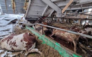 Фермерські тварини в Україні: як війна вплинула на тваринництво