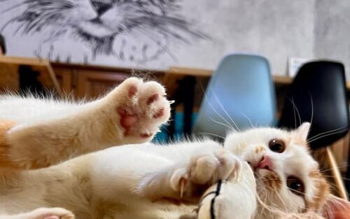 «Мама Кішка»