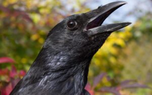 Ворон Пако вже 26 років ходить снідати у один той самий бар